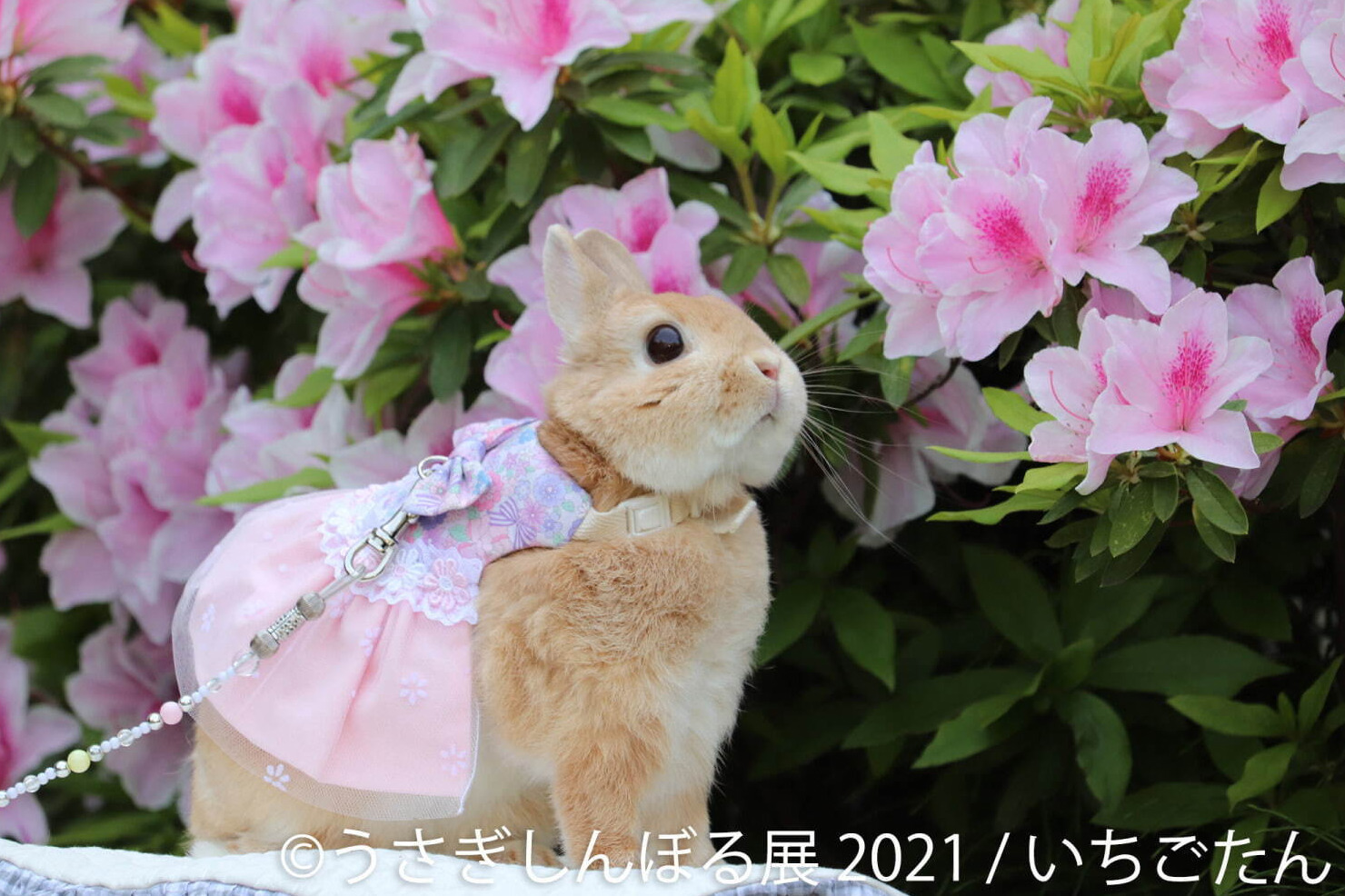 “過去最大規模”癒やしうさぎの合同写真展「うさぎしんぼる展」東京＆名古屋で、限定グッズ販売も