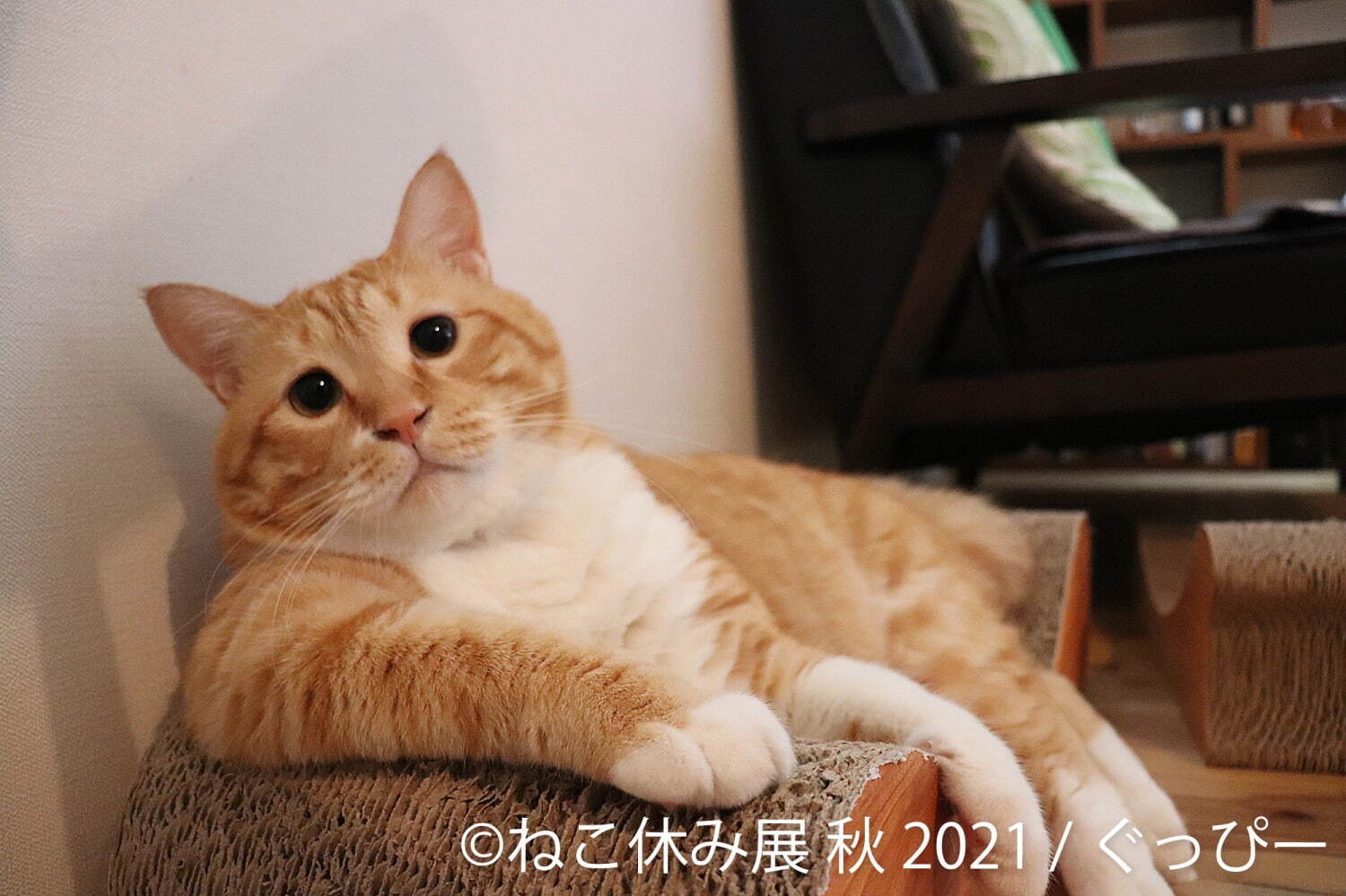 猫の写真展＆物販展「ねこ休み展」名古屋で、スター猫の“癒し”作品や限定猫グッズが大集結｜写真7
