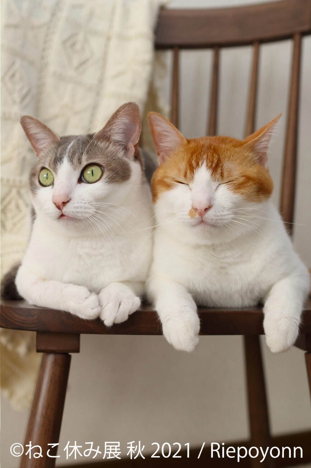 猫の写真展 物販展 ねこ休み展 名古屋で スター猫の 癒し 作品や限定猫グッズが大集結 ファッションプレス 猫の写真展 物販展 ねこ休み展 名古屋で スター猫の 癒し 作品や限定猫グッズが大集結 ファッションプレス