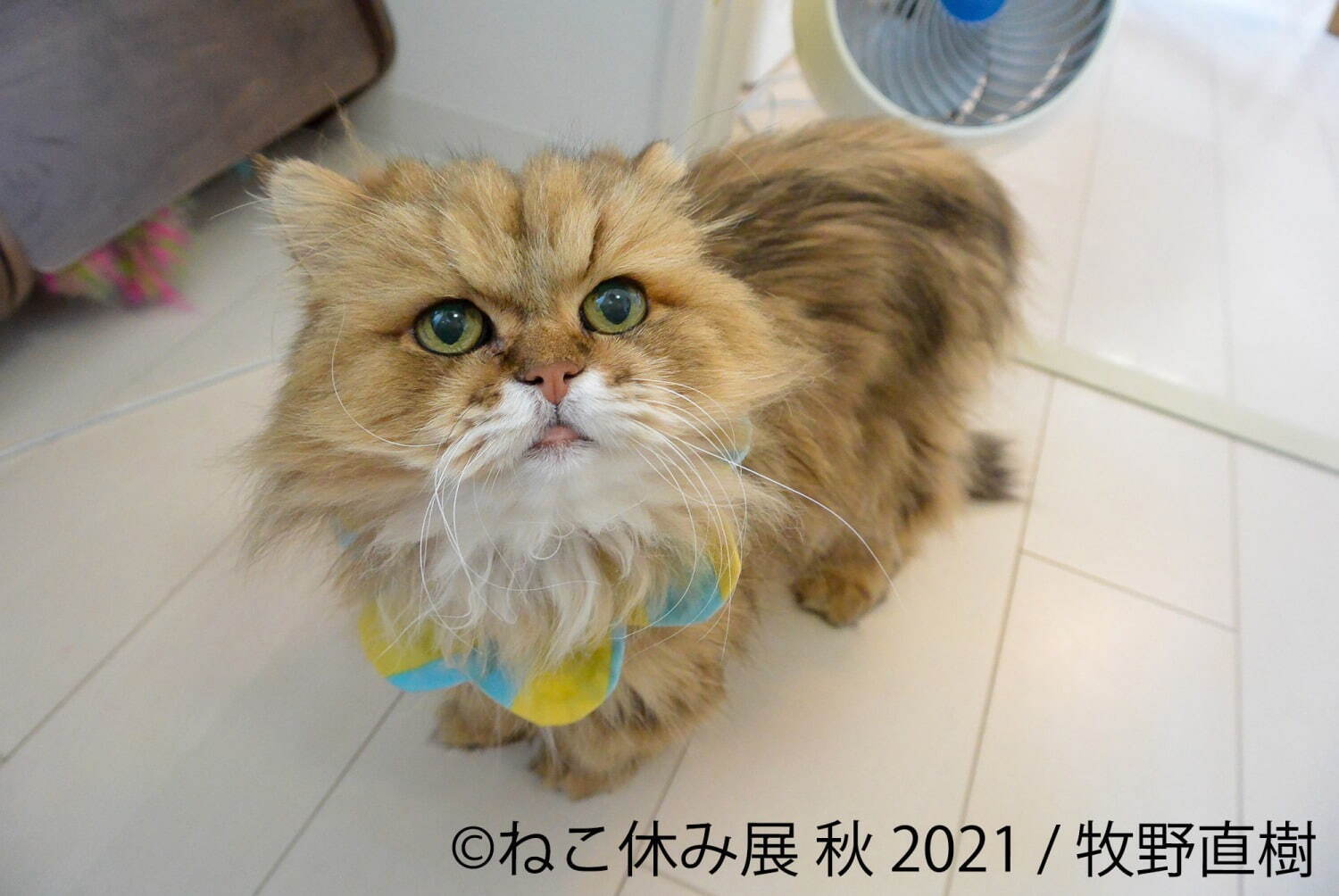 猫の写真展＆物販展「ねこ休み展」名古屋で、スター猫の“癒し”作品や限定猫グッズが大集結｜写真14