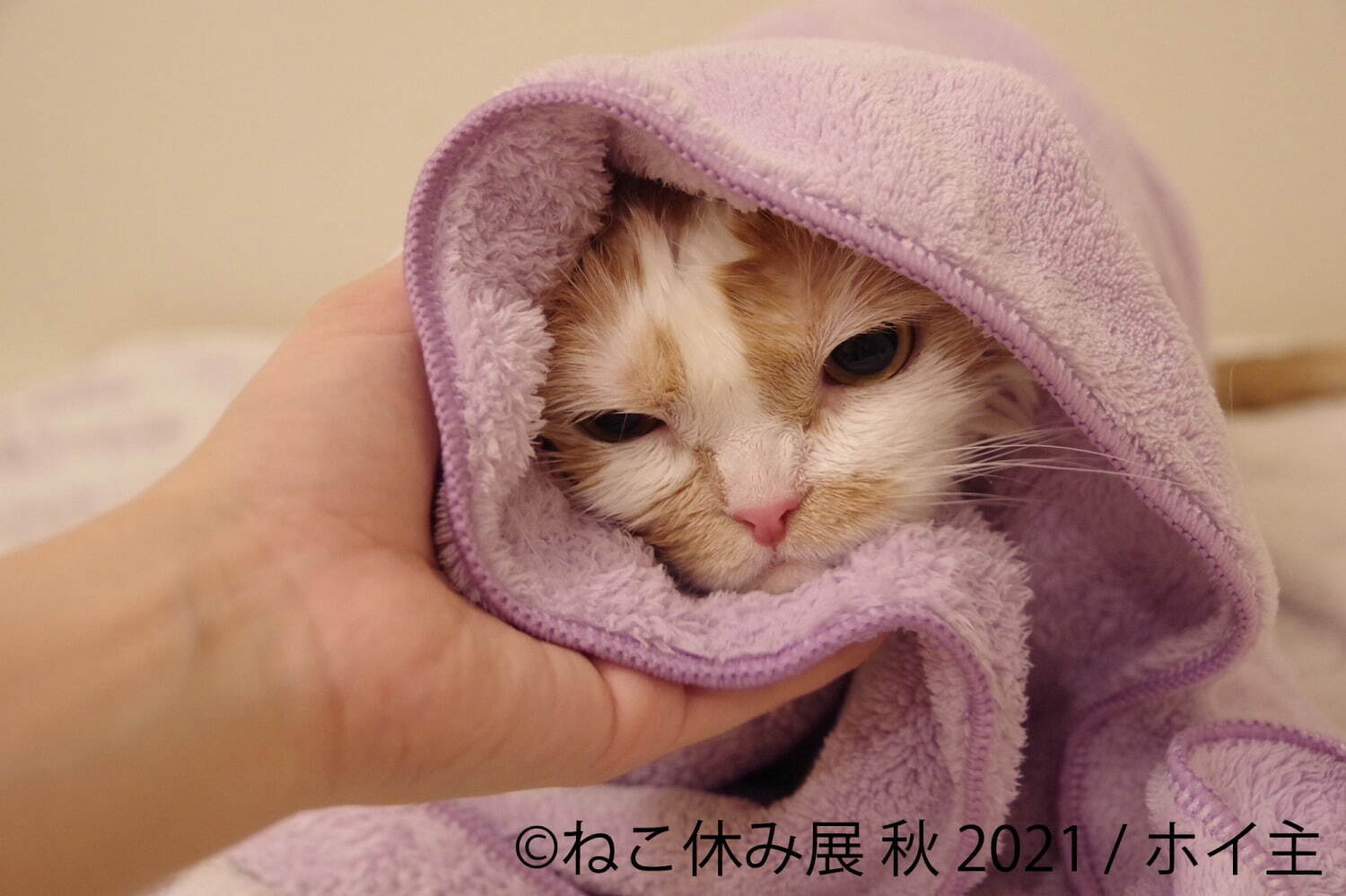 猫の写真展＆物販展「ねこ休み展」名古屋で、スター猫の“癒し”作品や限定猫グッズが大集結｜写真11