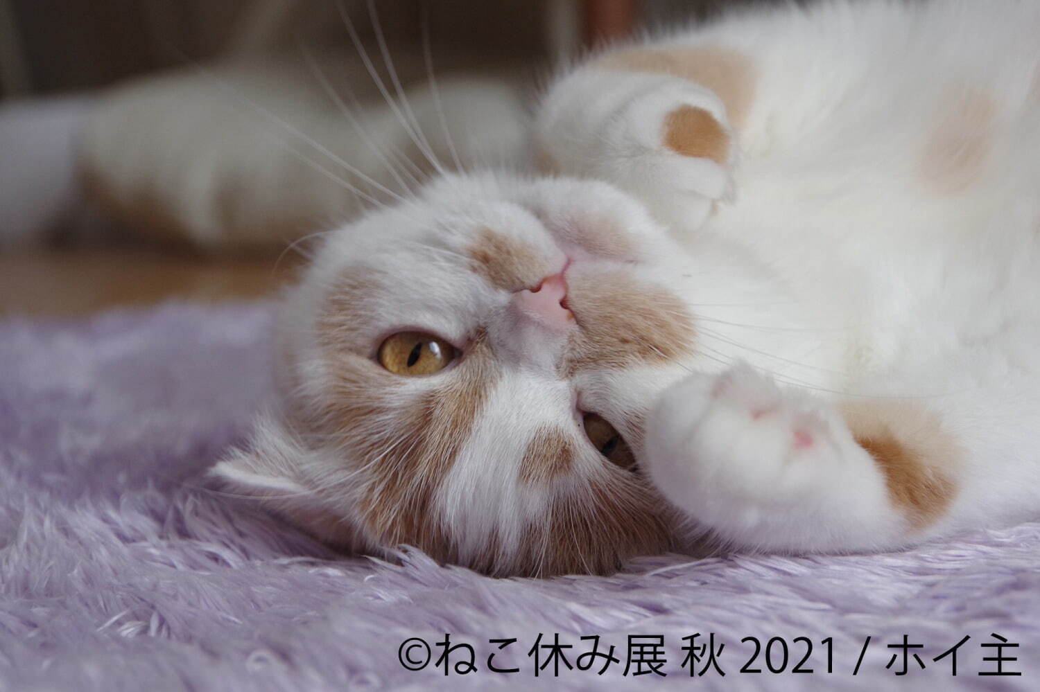 猫の写真展＆物販展「ねこ休み展」名古屋で、スター猫の“癒し”作品や限定猫グッズが大集結｜写真10