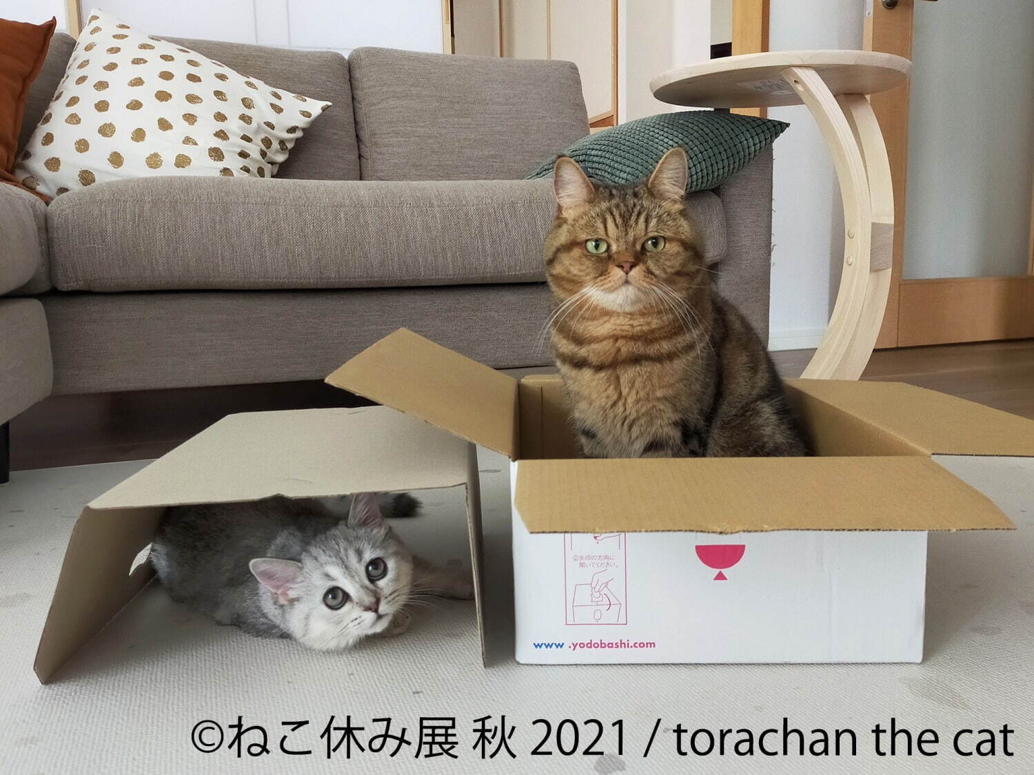 猫の写真展＆物販展「ねこ休み展」名古屋で、スター猫の“癒し”作品や限定猫グッズが大集結｜写真5