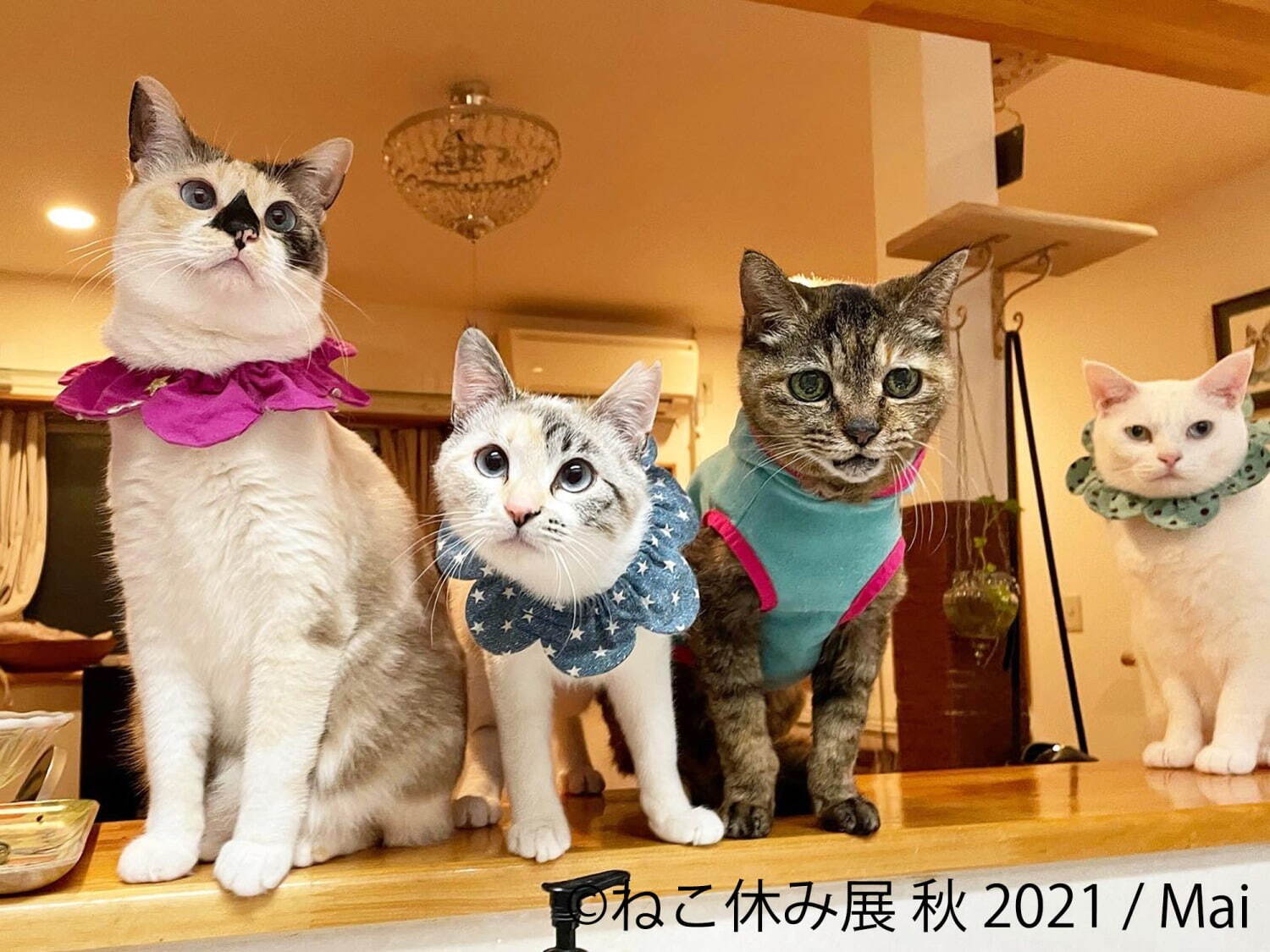 猫の写真展＆物販展「ねこ休み展」名古屋で、スター猫の“癒し”作品や限定猫グッズが大集結｜写真3