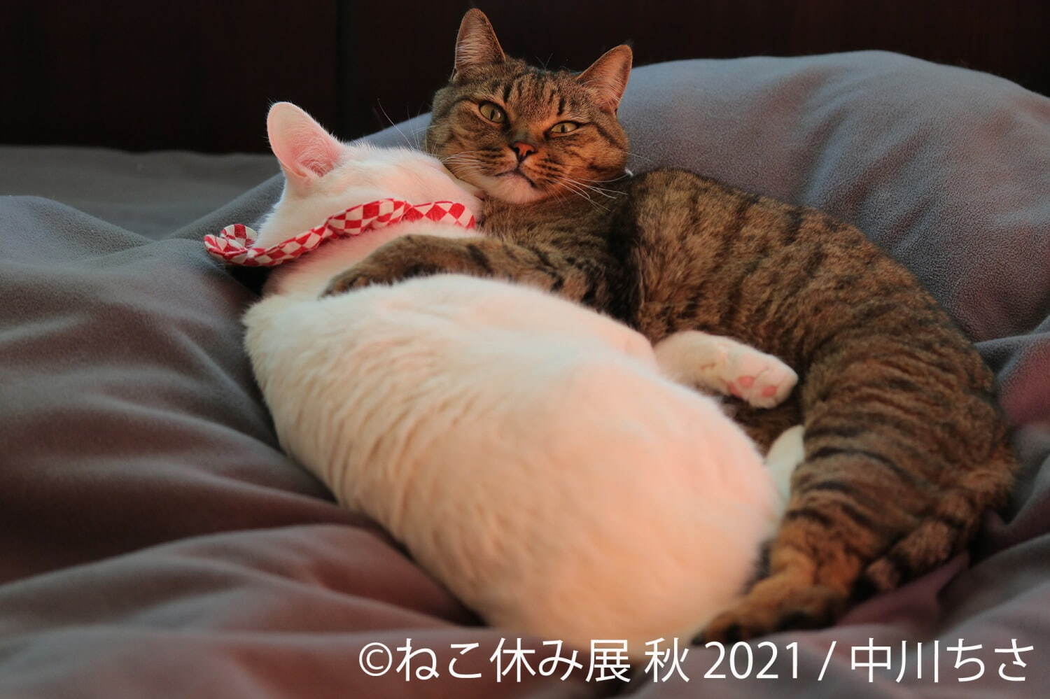 猫の写真展＆物販展「ねこ休み展」名古屋で、スター猫の“癒し”作品や限定猫グッズが大集結｜写真13