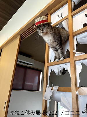 猫の写真展 物販展 ねこ休み展 名古屋で スター猫の 癒し 作品や限定猫グッズが大集結 ファッションプレス 猫の写真展 物販展 ねこ休み展 名古屋で スター猫の 癒し 作品や限定猫グッズが大集結 ファッションプレス