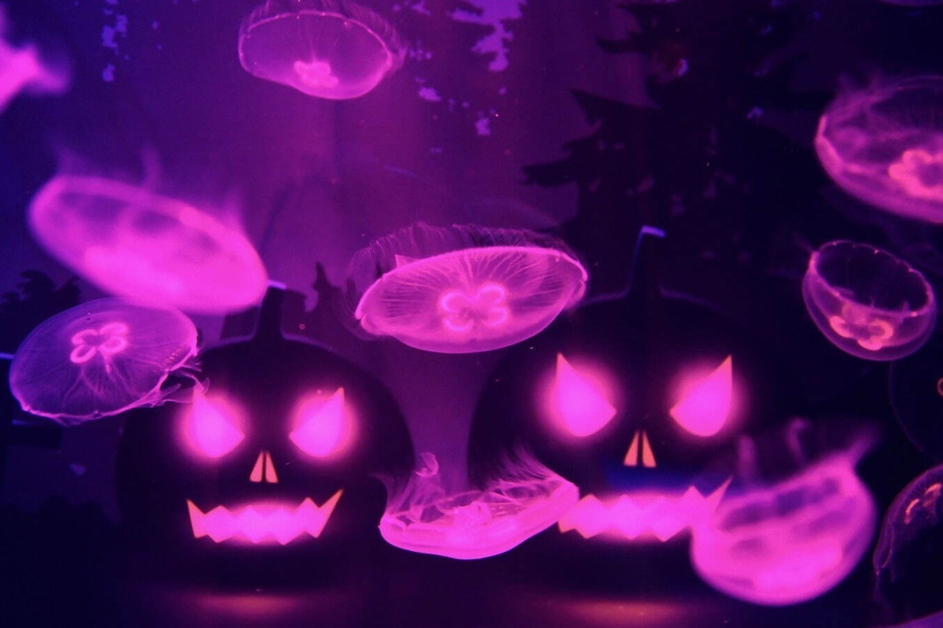 クラゲ｜「ハロウィン in すみだ水族館」クラゲ展示“万華鏡トンネル”がミステリアスな特別仕様に