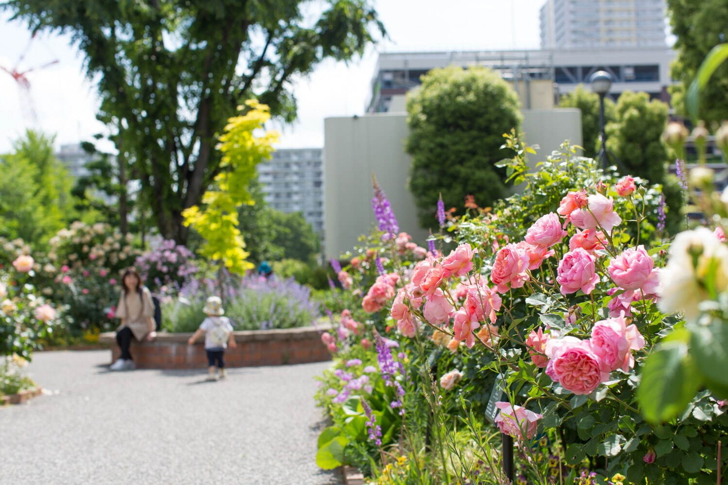 四季の香ローズガーデン“約320品種の秋バラ”が咲き誇る「オータム フェスティバル」東京・光が丘で｜写真3