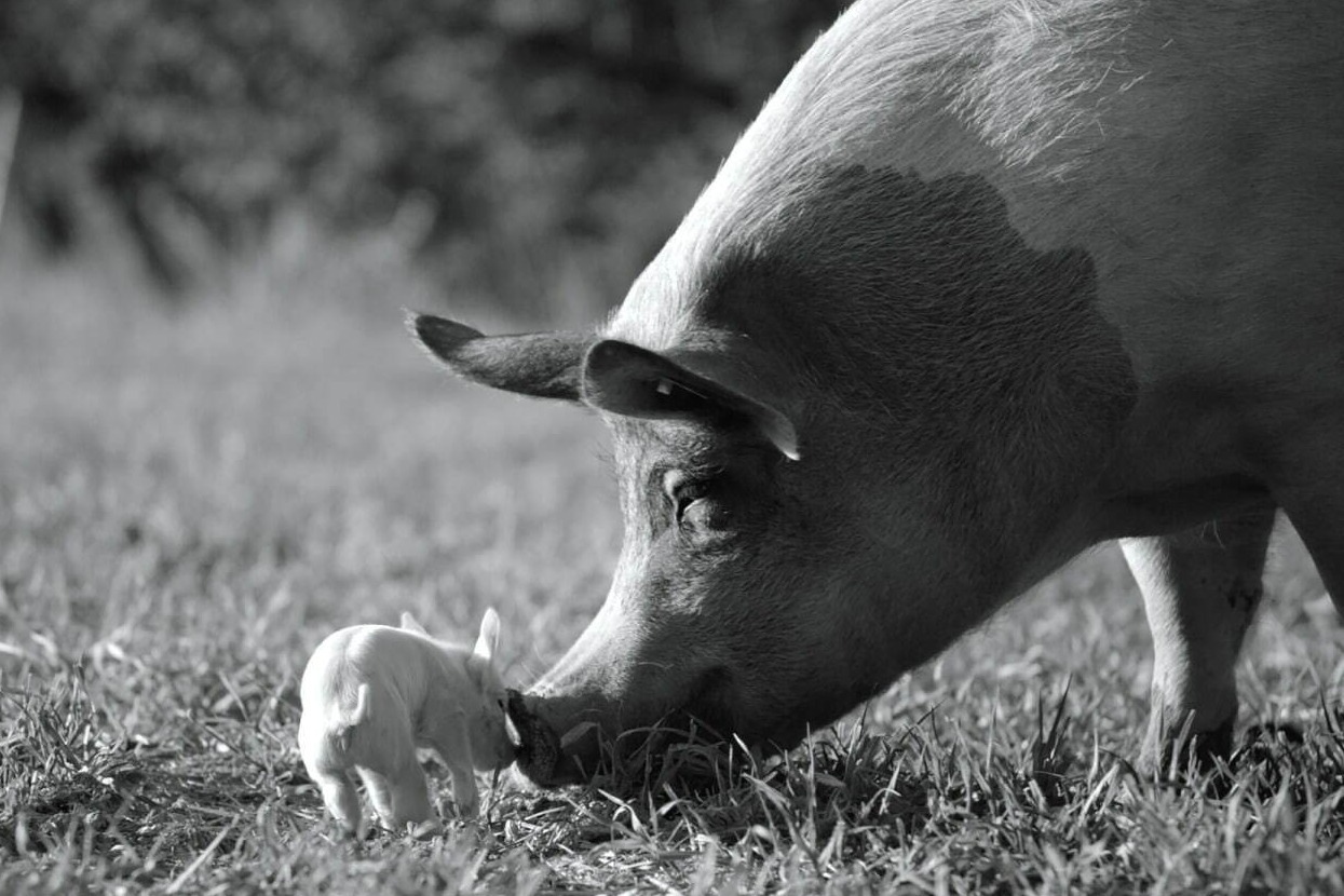 ホアキン・フェニックス製作の農場ドキュメンタリー映画『GUNDA／グンダ』動物たちの深遠なる世界