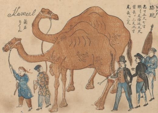 《駱駝図》長崎歴史文化博物館蔵