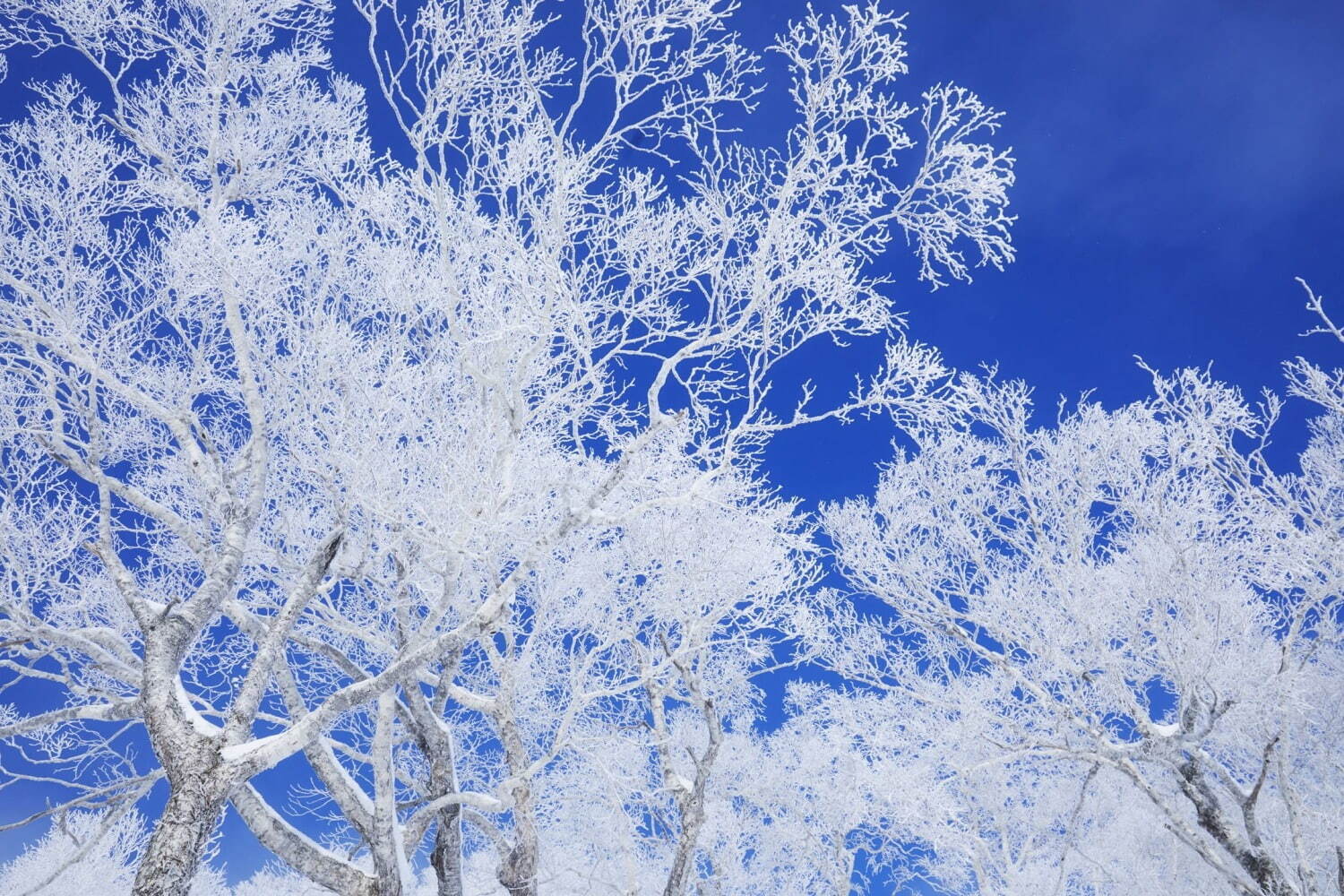 北海道・星野リゾート トマム「霧氷テラス」真っ白な雪山に広がる“霧氷