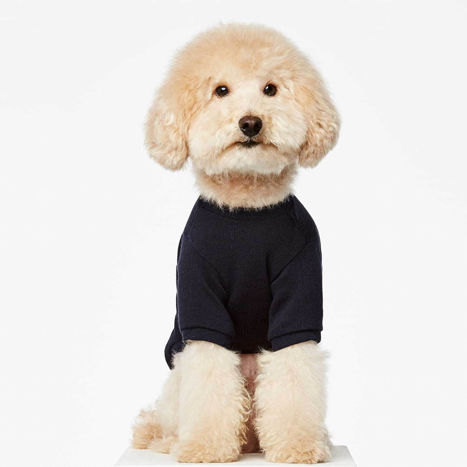 パメオポーズPELIの“モードな”犬ファッション「ペギオン」新作、岩田屋本店に限定ショップも｜写真31