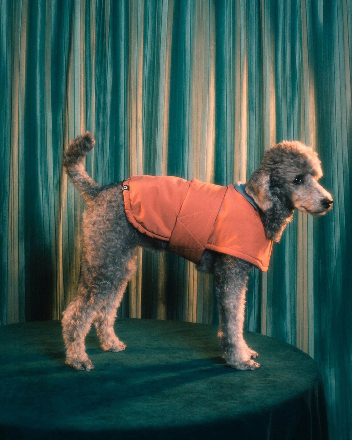 パメオポーズPELIの“モードな”犬ファッション「ペギオン」新作、岩田屋本店に限定ショップも｜写真4