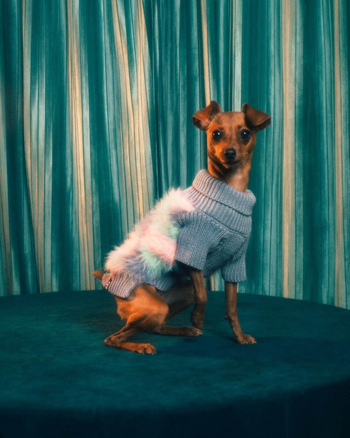 パメオポーズPELIの“モードな”犬ファッション「ペギオン」新作、岩田屋本店に限定ショップも｜写真9