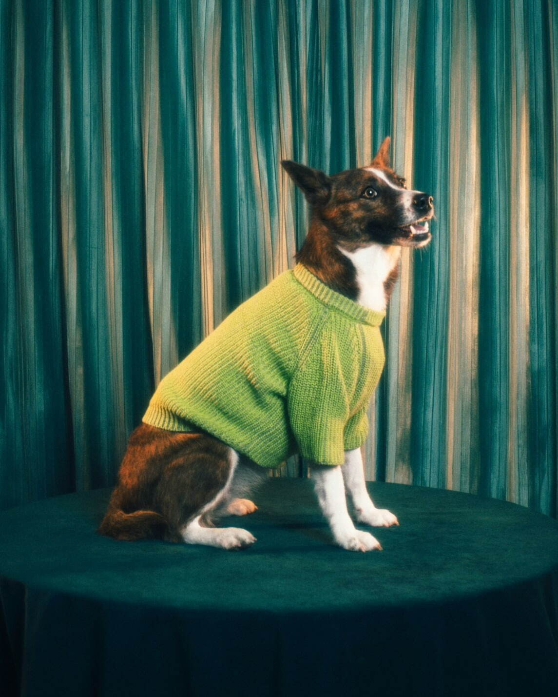パメオポーズPELIの“モードな”犬ファッション「ペギオン」新作、岩田屋本店に限定ショップも｜写真11
