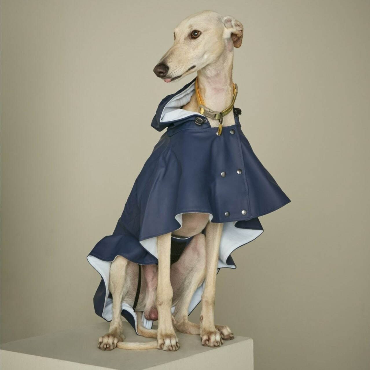 パメオポーズPELIの“モードな”犬ファッション「ペギオン」新作、岩田屋本店に限定ショップも｜写真33