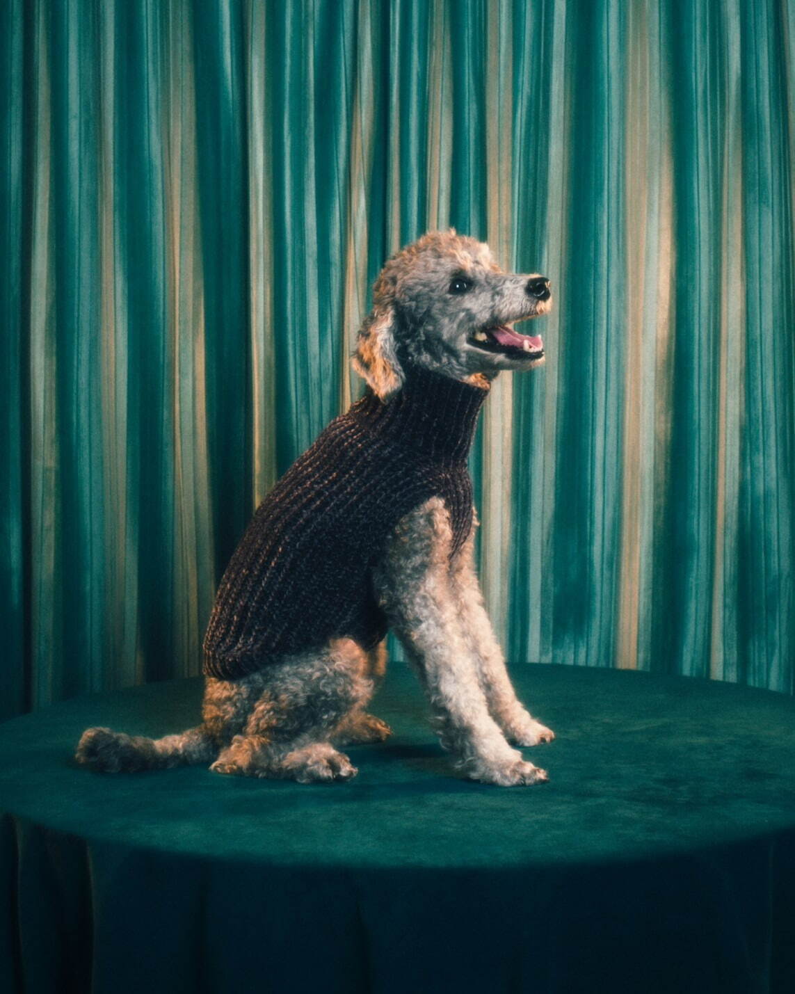 パメオポーズPELIの“モードな”犬ファッション「ペギオン」新作、岩田屋本店に限定ショップも｜写真8