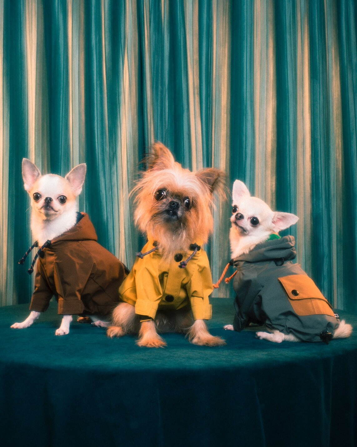 パメオポーズPELIの“モードな”犬ファッション「ペギオン」新作、岩田屋本店に限定ショップも｜写真7