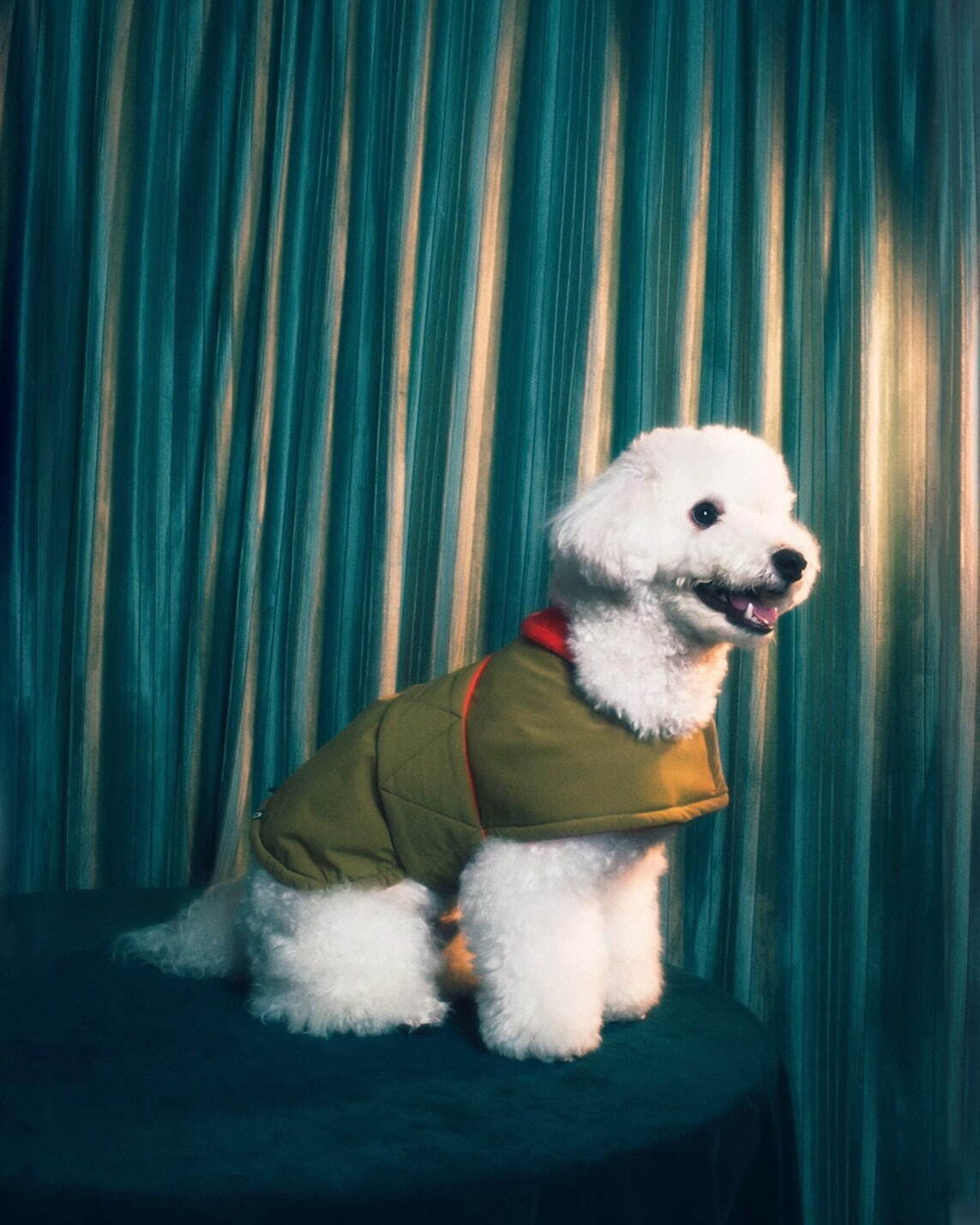パメオポーズPELIの“モードな”犬ファッション「ペギオン」新作、岩田屋本店に限定ショップも｜写真3