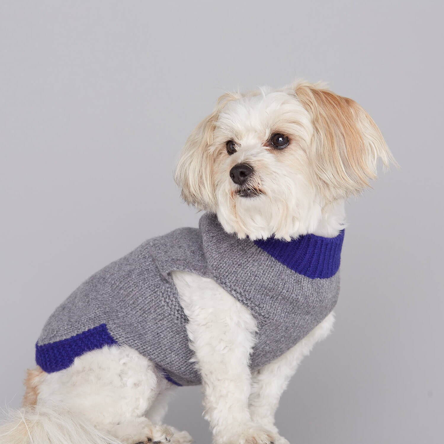 パメオポーズPELIの“モードな”犬ファッション「ペギオン」新作、岩田屋本店に限定ショップも｜写真34