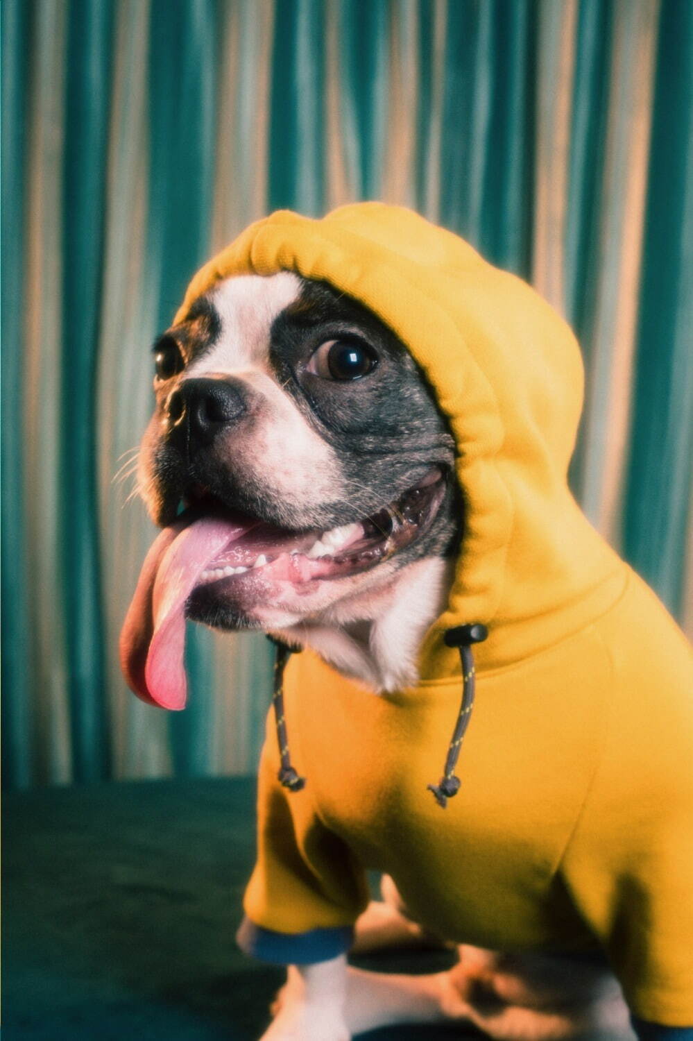 パメオポーズPELIの“モードな”犬ファッション「ペギオン」新作、岩田屋本店に限定ショップも｜写真14
