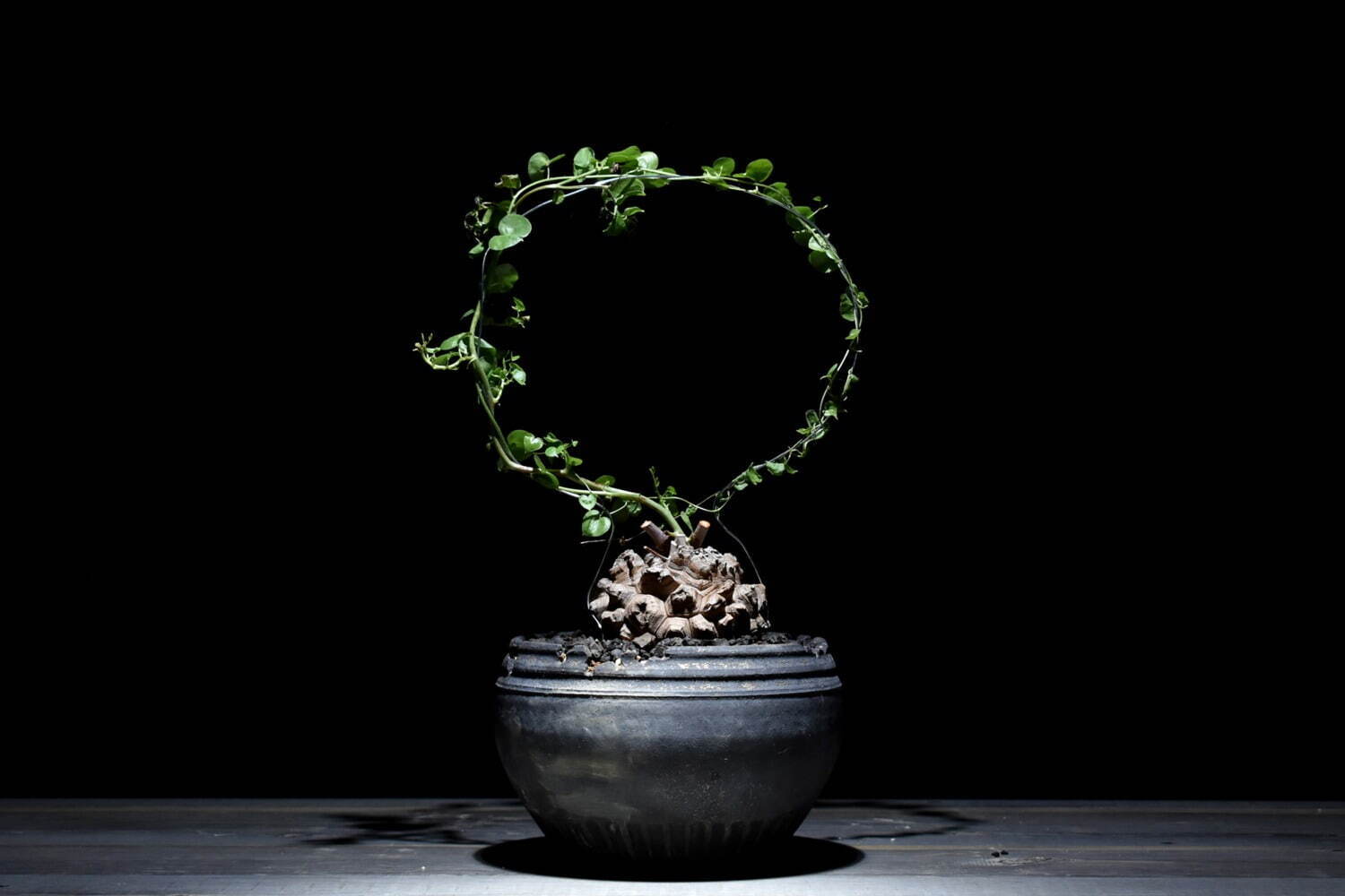 ハチラボ植木鉢×ラフラムコラボセット
ディオスコレア・エレファンティペス 亀甲竜 39,600円