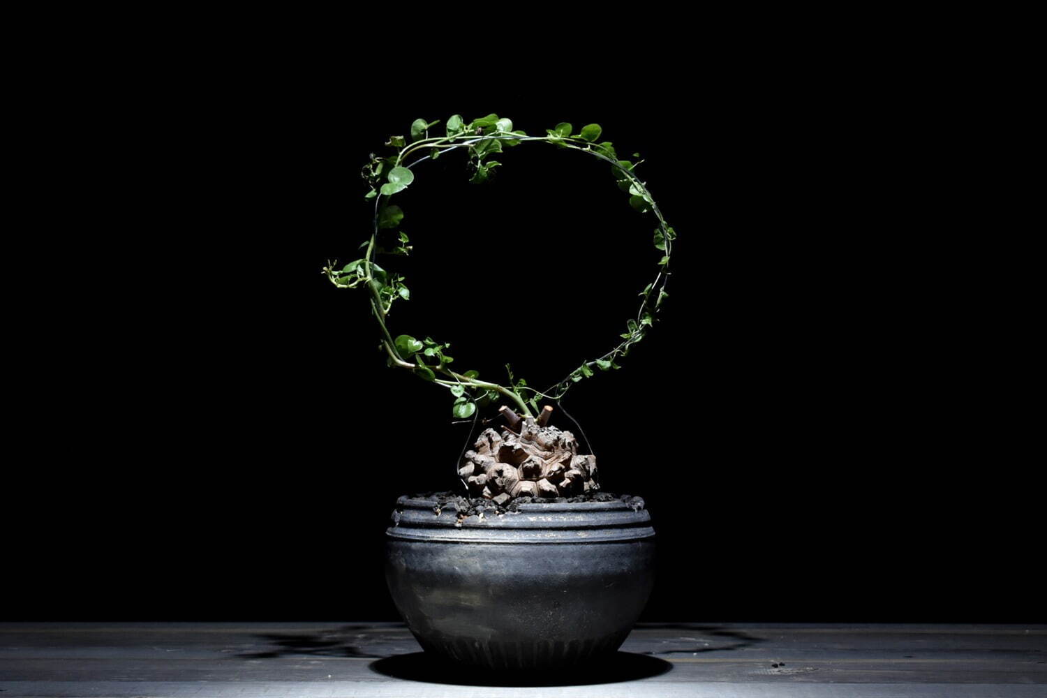 ハチラボ植木鉢×ラフラムコラボセット
ディオスコレア・エレファンティペス 亀甲竜 39,600円