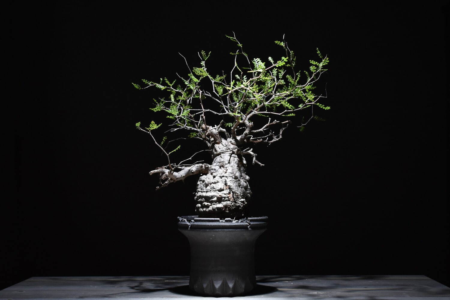 ハチラボ植木鉢×ラフラムコラボセット
オペルクリカリア パキプス 297,000円