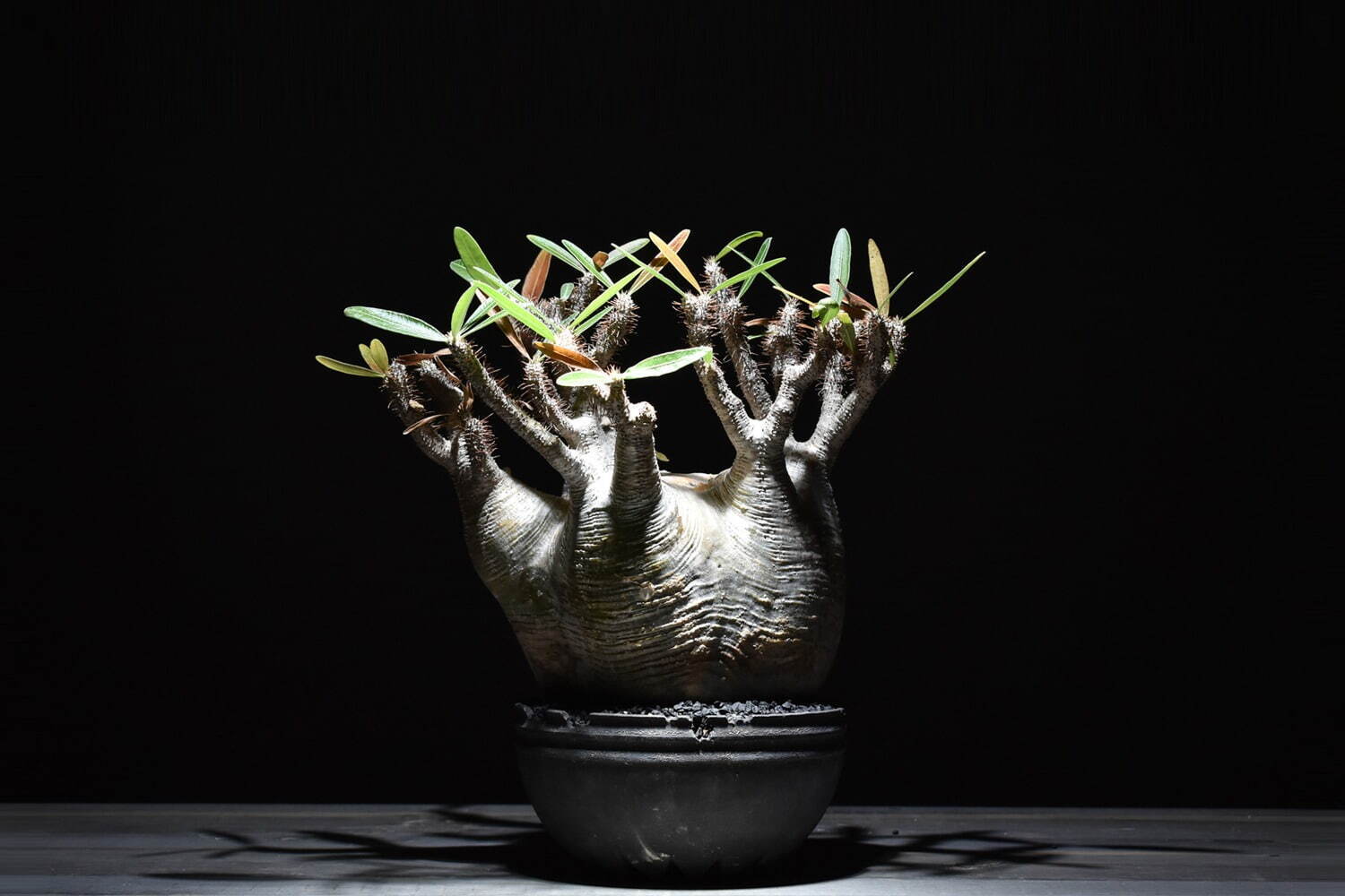 ハチラボ植木鉢×ラフラムコラボセット
パキポディウム・グラキリス 330,000円