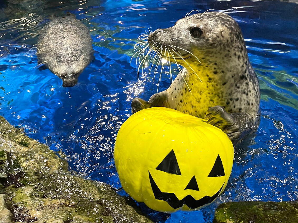 マクセル アクアパーク品川のハロウィンイベント、噴水×水中照明を駆使した没入型イルカショーなど｜写真2