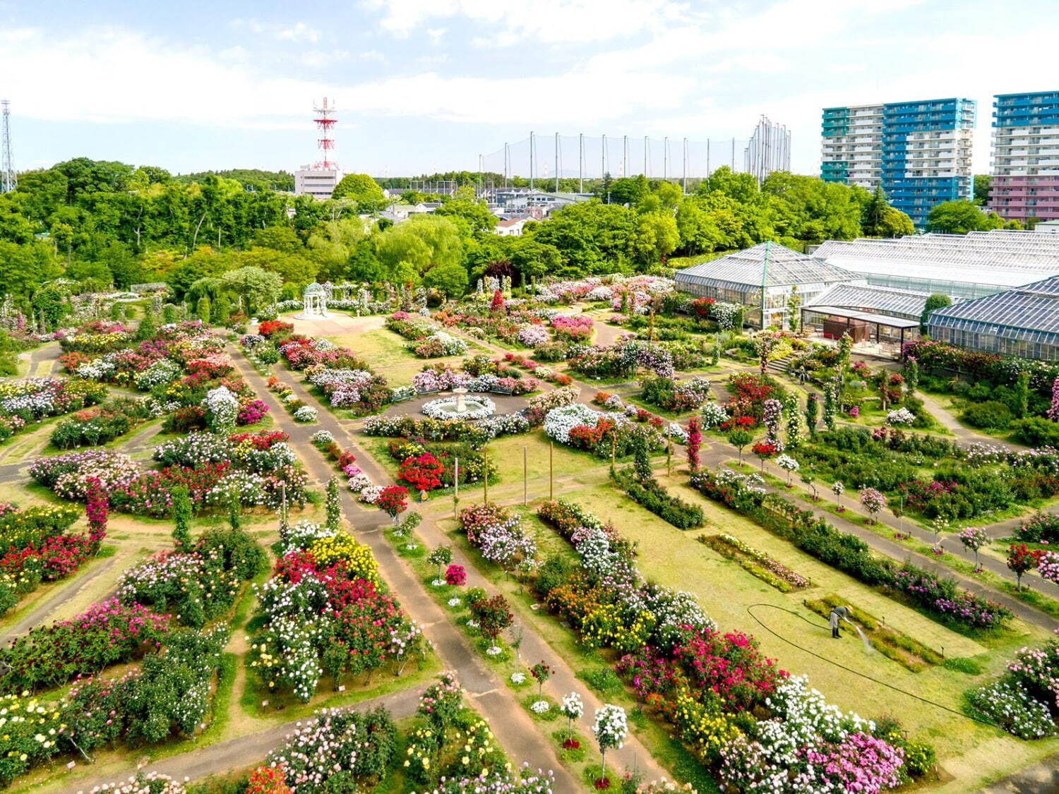 京成バラ園の秋イベント、約1,000品種が咲き誇る庭園で「不思議の国のアリス」モチーフのお茶会｜写真1