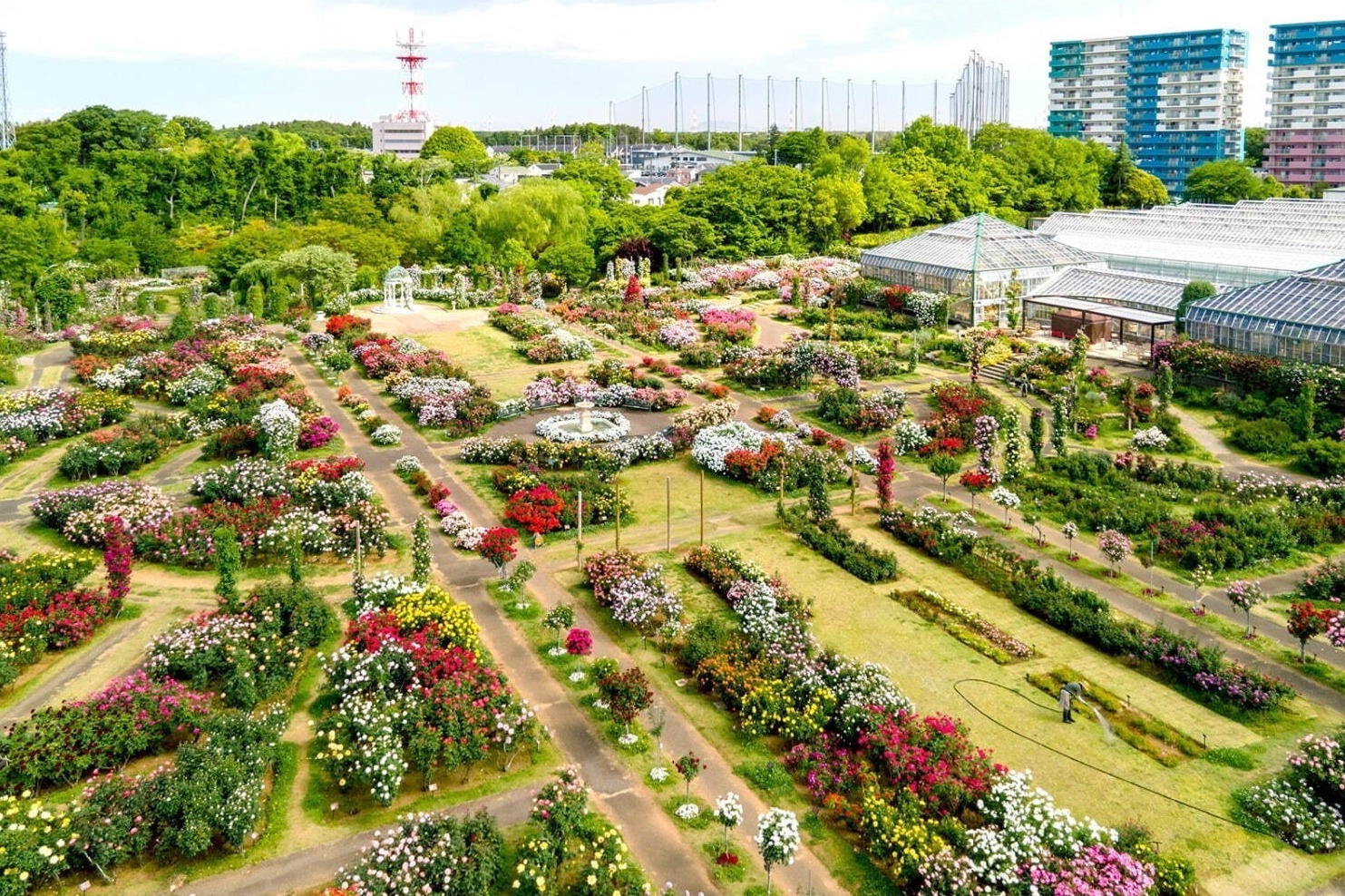 京成バラ園「不思議の国のアリス」