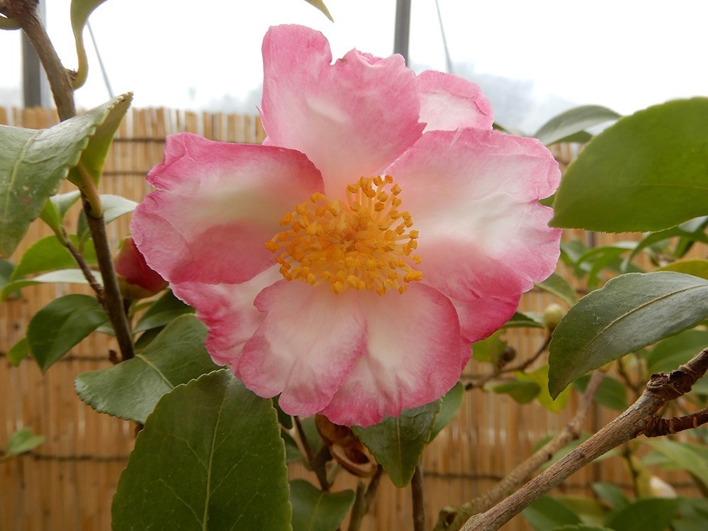 国立歴史民俗博物館「冬の華・サザンカ」日本の園芸文化を象徴する伝統植物“サザンカ”約140品種｜写真5