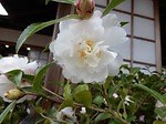 国立歴史民俗博物館「冬の華・サザンカ」日本の園芸文化を象徴する伝統植物“サザンカ”約140品種｜写真6
