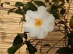 国立歴史民俗博物館「冬の華・サザンカ」日本の園芸文化を象徴する伝統植物“サザンカ”約140品種｜写真9