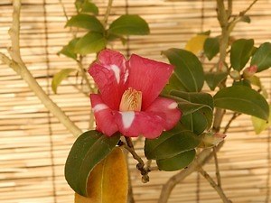 国立歴史民俗博物館「冬の華・サザンカ」日本の園芸文化を象徴する伝統植物“サザンカ”約140品種｜写真11