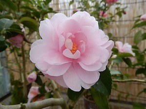 国立歴史民俗博物館「冬の華・サザンカ」日本の園芸文化を象徴する伝統植物“サザンカ”約140品種｜写真8