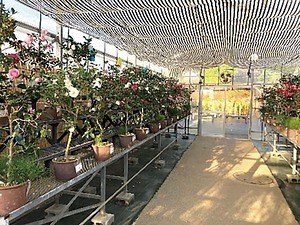 国立歴史民俗博物館「冬の華・サザンカ」日本の園芸文化を象徴する伝統植物“サザンカ”約140品種｜写真1