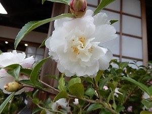 国立歴史民俗博物館「冬の華・サザンカ」日本の園芸文化を象徴する伝統植物“サザンカ”約140品種｜写真6