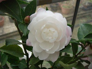 国立歴史民俗博物館「冬の華・サザンカ」日本の園芸文化を象徴する伝統植物“サザンカ”約140品種｜写真7