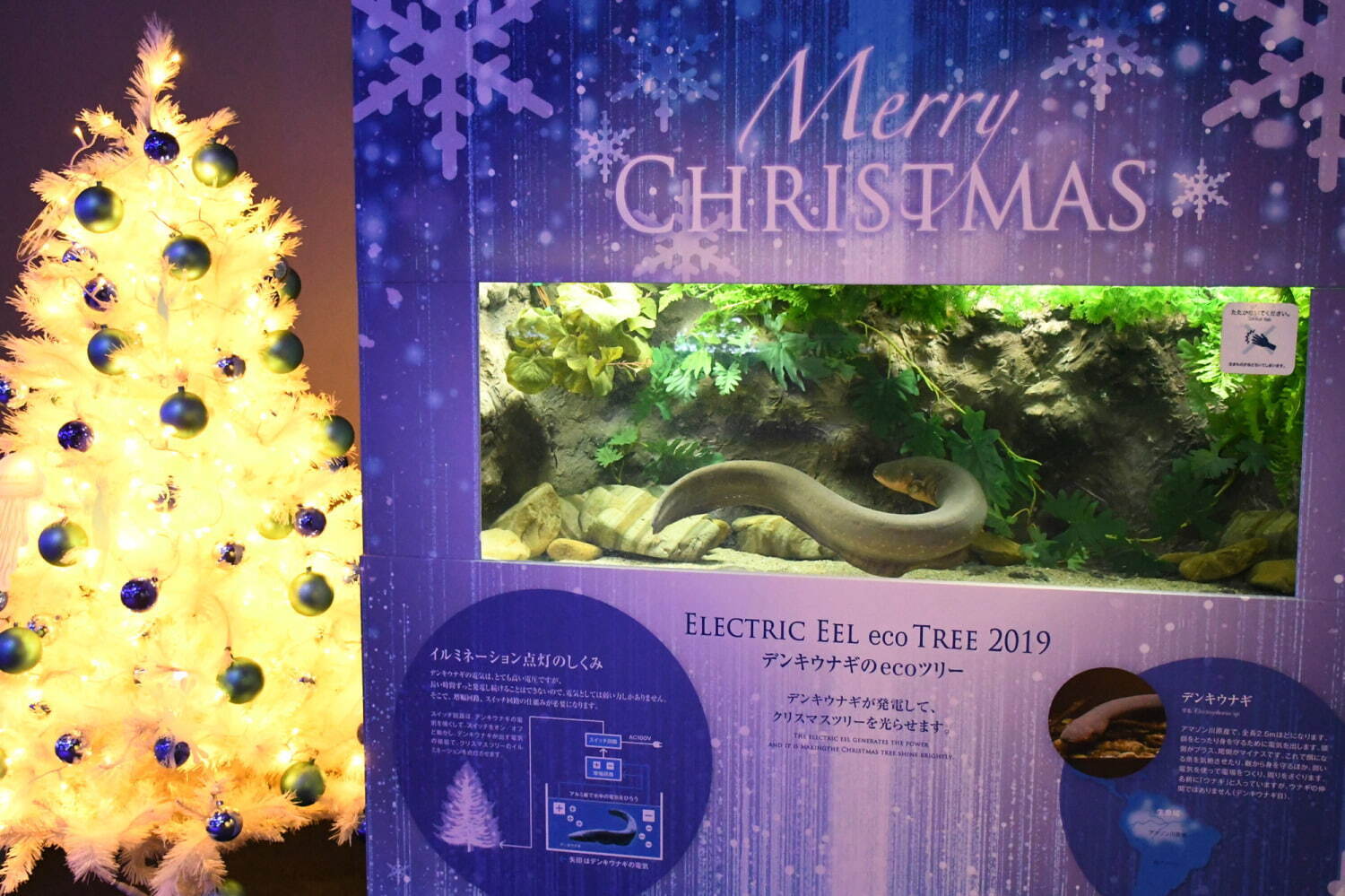 新江ノ島水族館「えのすいクリスマス」“クラゲのスノードーム”や“光る生物”を展示｜写真1