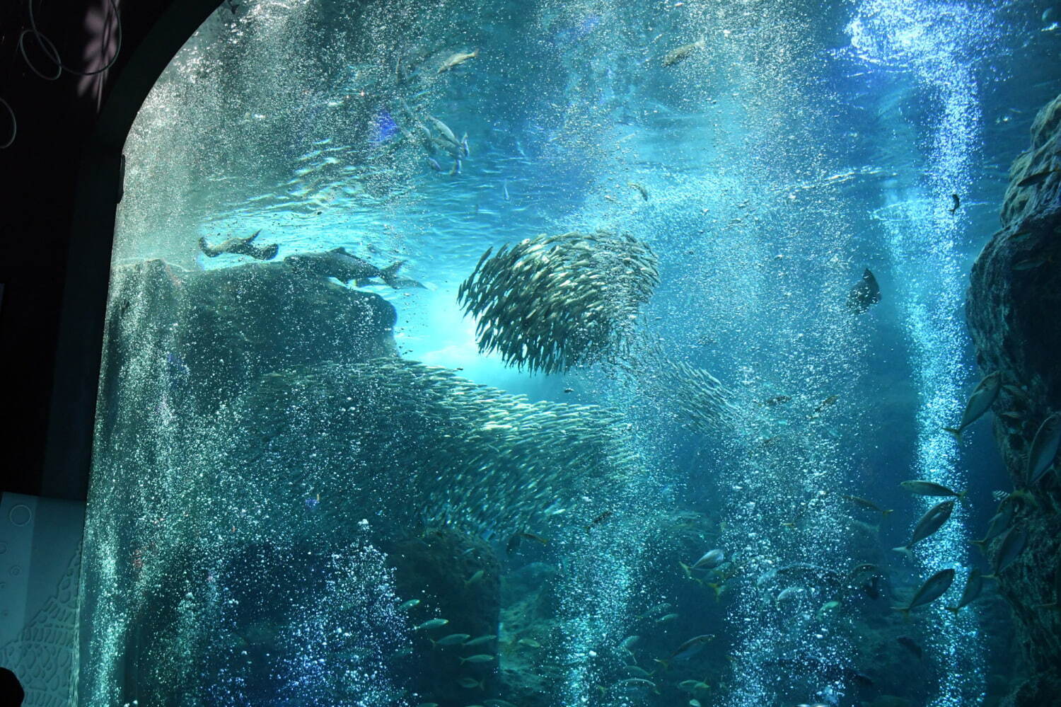 新江ノ島水族館「えのすいクリスマス」“クラゲのスノードーム”や“光る生物”を展示｜写真3