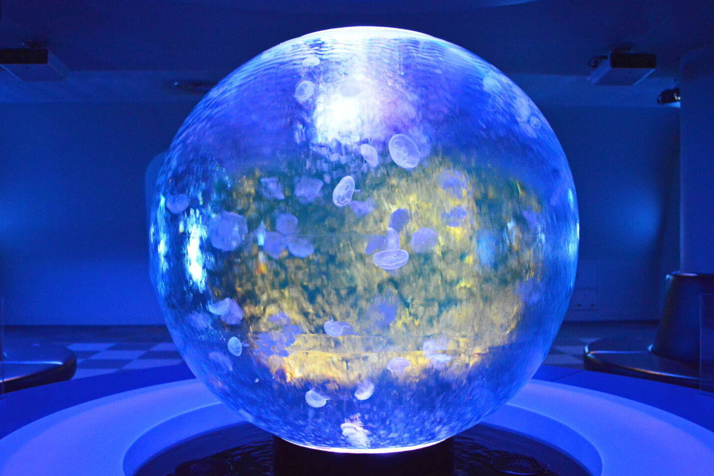 クラゲ｜新江ノ島水族館「えのすいクリスマス」“クラゲのスノードーム”や“光る生物”を展示