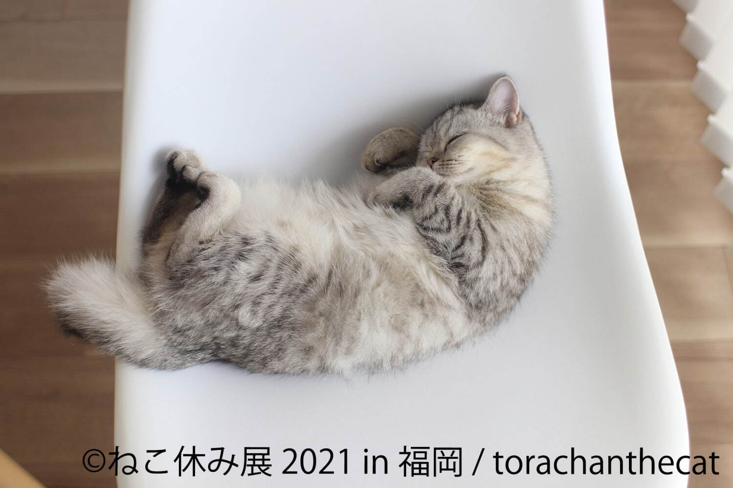 猫の合同写真展「ねこ休み展」福岡で約1年ぶり開催、癒しの猫写真など200点以上＆猫グッズも｜写真6