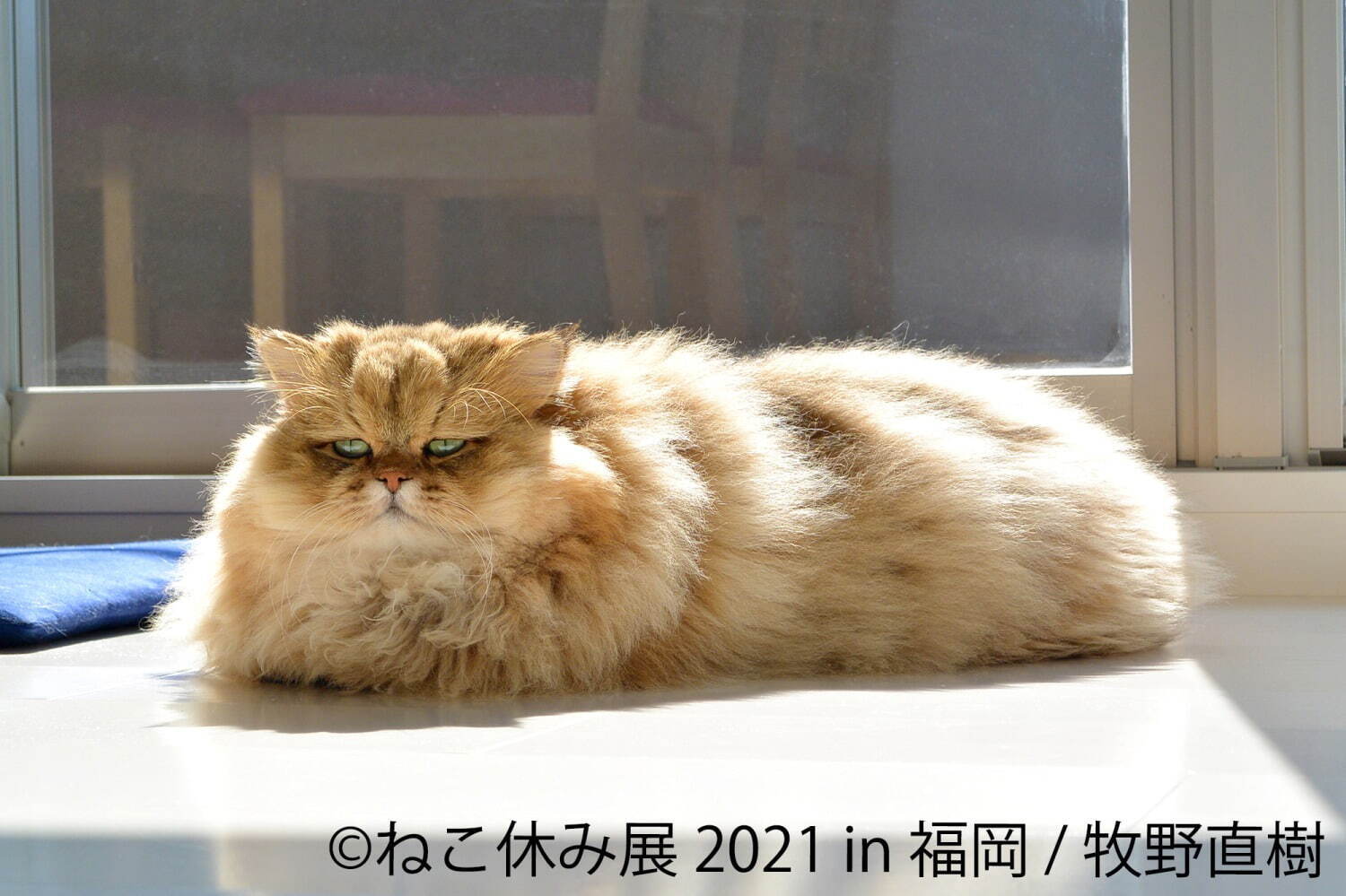 猫の合同写真展「ねこ休み展」福岡で約1年ぶり開催、癒しの猫写真など200点以上＆猫グッズも｜写真11