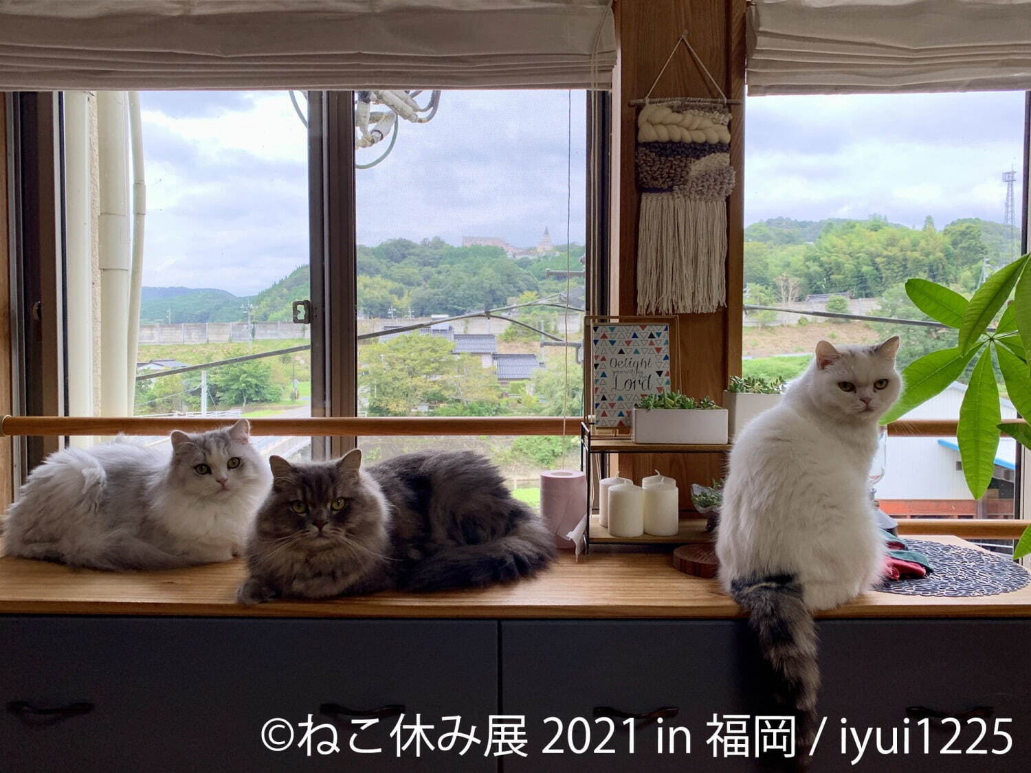 猫の合同写真展「ねこ休み展」福岡で約1年ぶり開催、癒しの猫写真など200点以上＆猫グッズも｜写真2