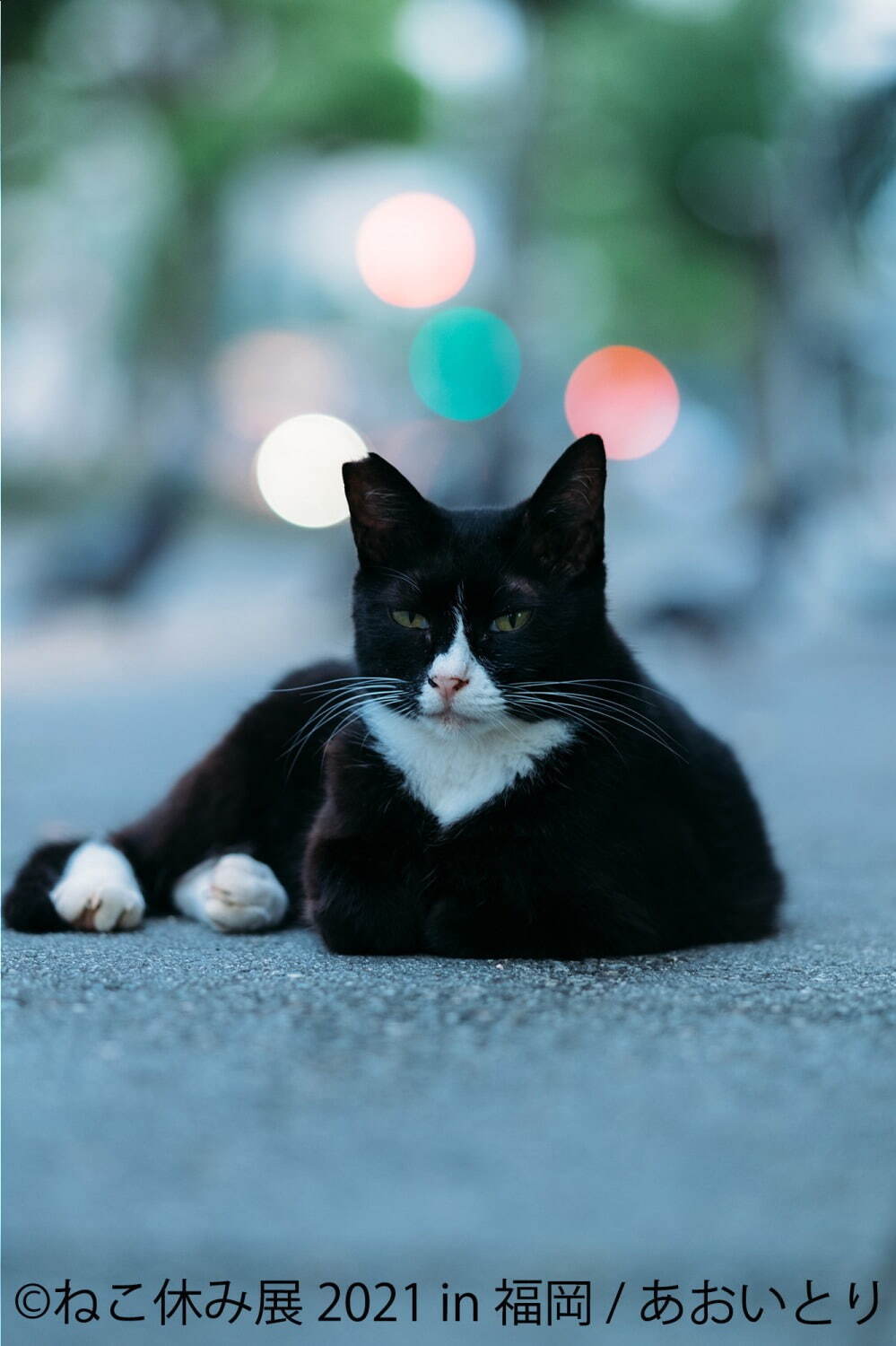 猫の合同写真展「ねこ休み展」福岡で約1年ぶり開催、癒しの猫写真など200点以上＆猫グッズも｜写真7