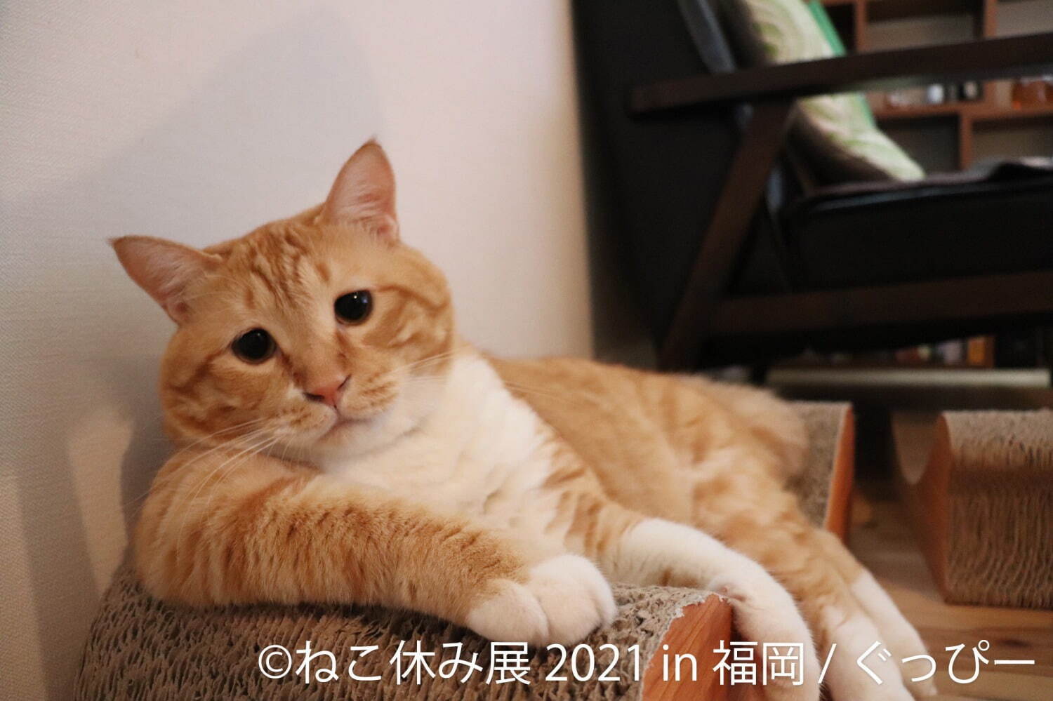 猫の合同写真展「ねこ休み展」福岡で約1年ぶり開催、癒しの猫写真など200点以上＆猫グッズも｜写真10