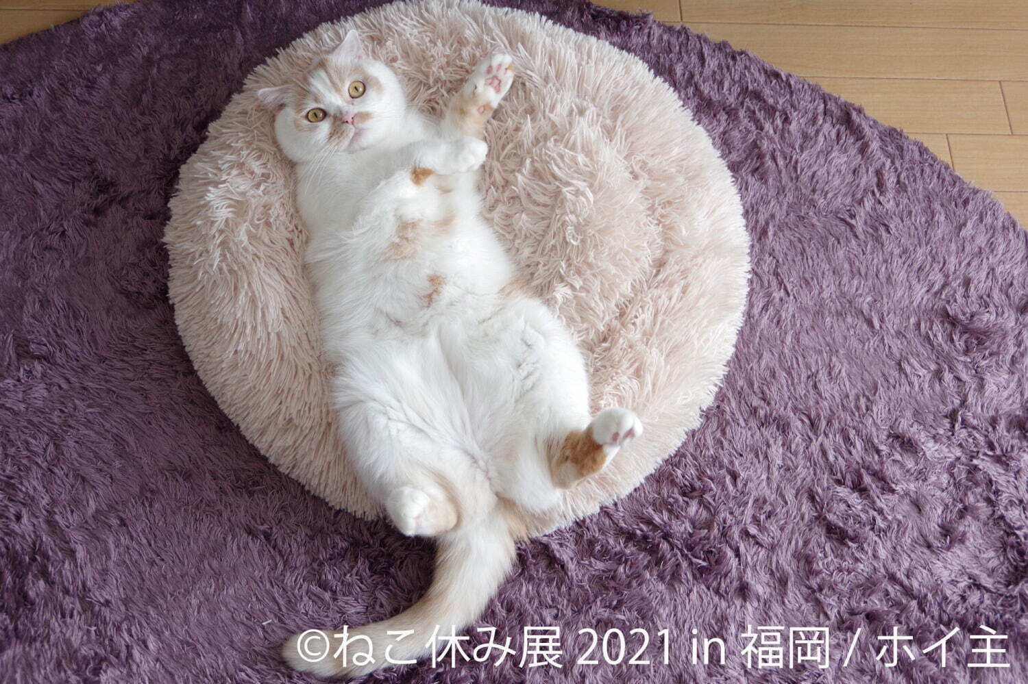 猫の合同写真展「ねこ休み展」福岡で約1年ぶり開催、癒しの猫写真など200点以上＆猫グッズも｜写真9