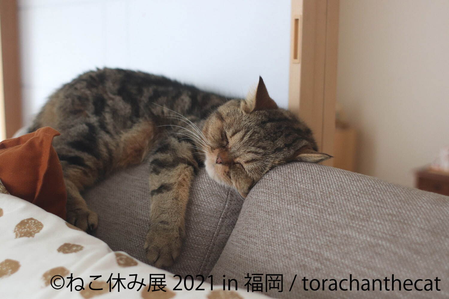 猫の合同写真展「ねこ休み展」福岡で約1年ぶり開催、癒しの猫写真など200点以上＆猫グッズも｜写真5